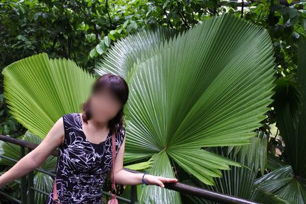 �V���K�|�[���U�O