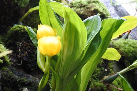 �V���K�|�[���U�P