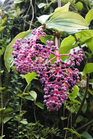 �V���K�|�[���U�R