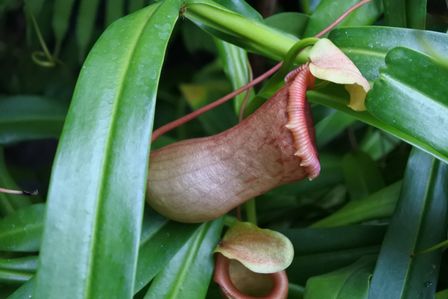 �V���K�|�[���U�S