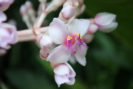 �V���K�|�[���U�T