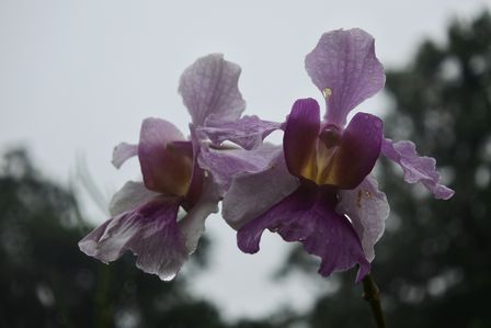 �V���K�|�[���V�P