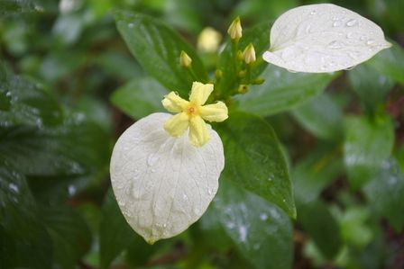 �V���K�|�[���V�S