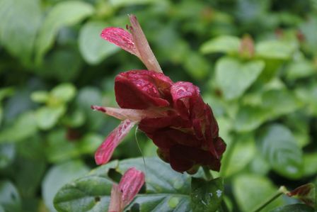 �V���K�|�[���V�U