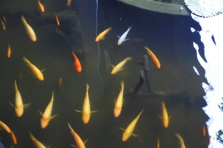 �V���K�|�[���W�R