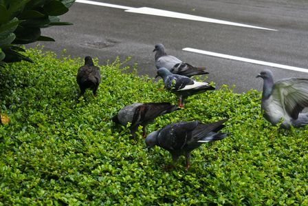 �V���K�|�[���W�V