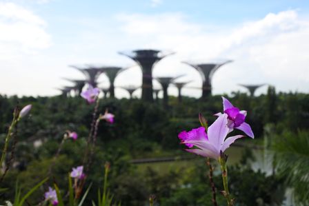 �V���K�|�[���V