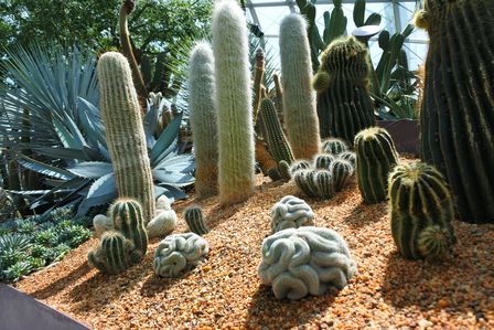 �V���K�|�[���P�V