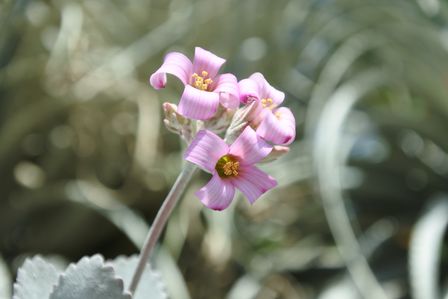 �V���K�|�[���P�X