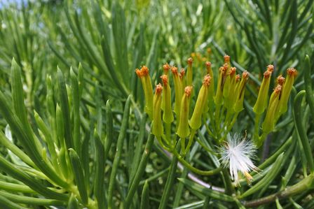 �V���K�|�[���Q�O