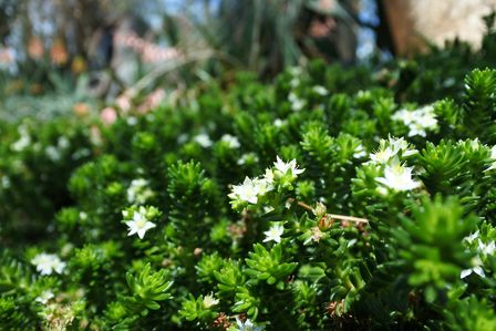 �V���K�|�[���Q�S