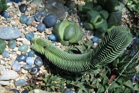 �V���K�|�[���Q�T