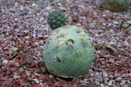 �V���K�|�[���Q�V