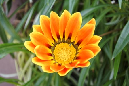 �V���K�|�[���Q�W