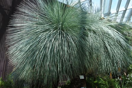 �V���K�|�[���R�O