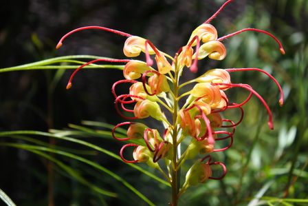 �V���K�|�[���R�Q