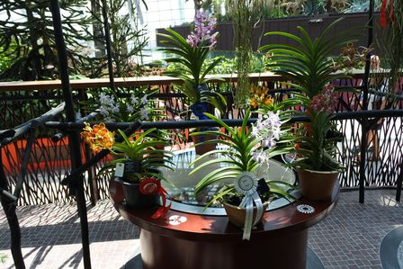 �V���K�|�[���R�S