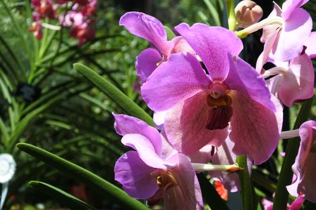 �V���K�|�[���R�T