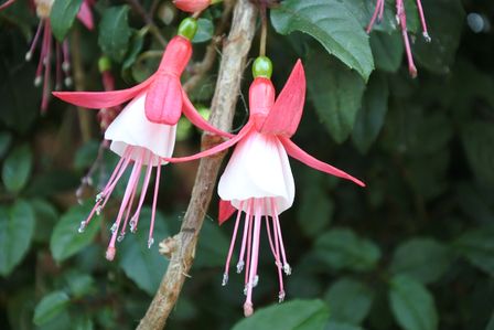 �V���K�|�[���R�V