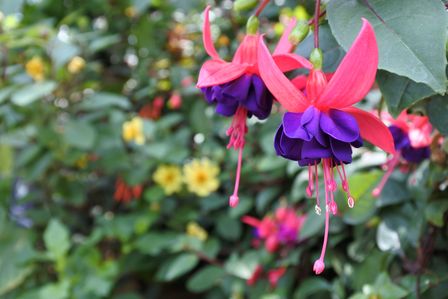 �V���K�|�[���R�W