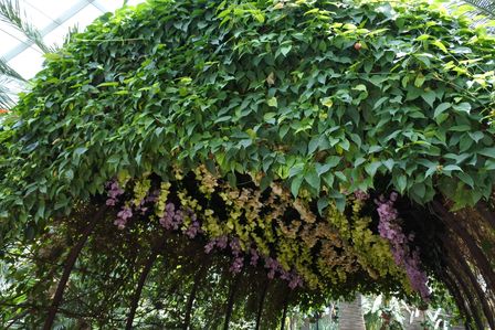 �V���K�|�[���R�X