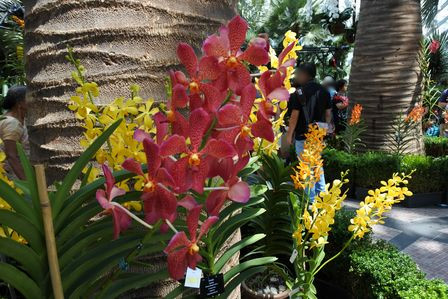 �V���K�|�[���S�O