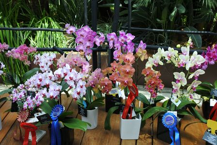 �V���K�|�[���S�P