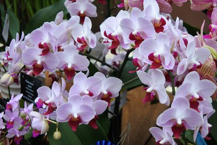 �V���K�|�[���S�Q