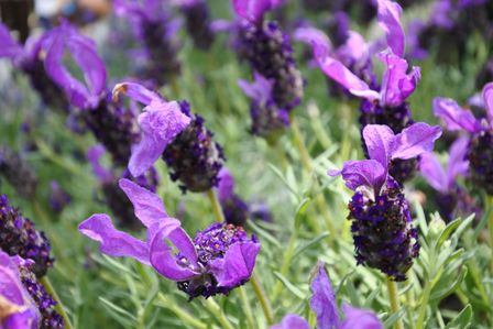 �V���K�|�[���S�T