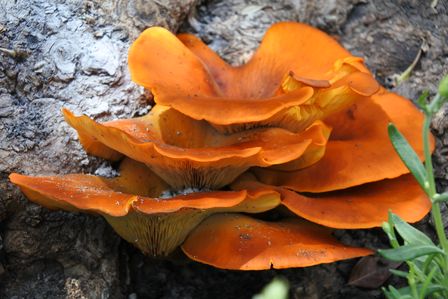 �V���K�|�[���S�U