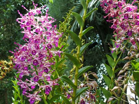 �V���K�|�[���S�W