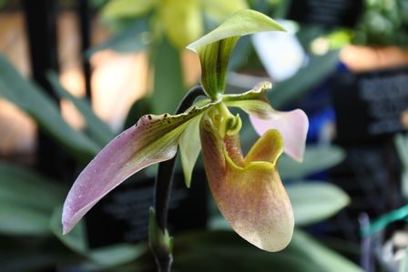 �V���K�|�[���S�X