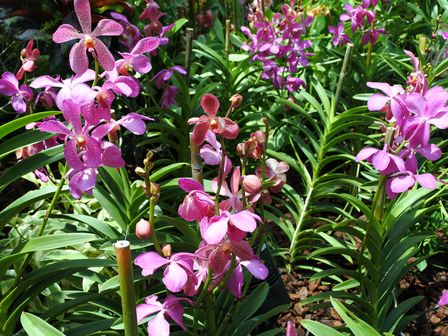 �V���K�|�[���T�P