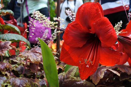 �V���K�|�[���T�Q