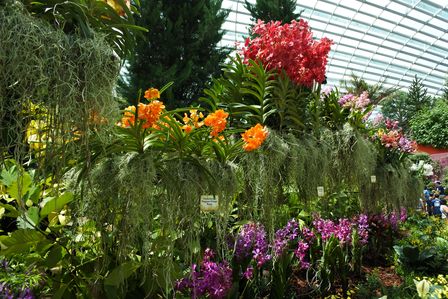 �V���K�|�[���T�R