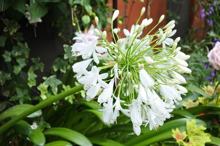 �V���K�|�[���T�S