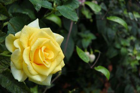 �V���K�|�[���T�T