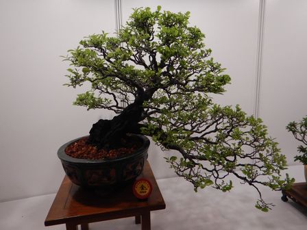 �V���K�|�[���W�X