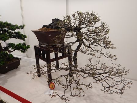 �V���K�|�[���X�O