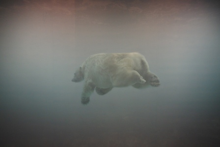 �V���K�|�[���Q�X