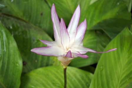 �V���K�|�[���S�V