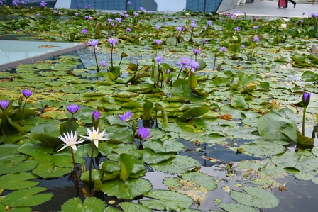 �V���K�|�[���T�Q