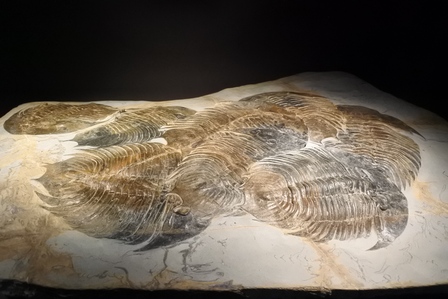 �V���K�|�[���T�X