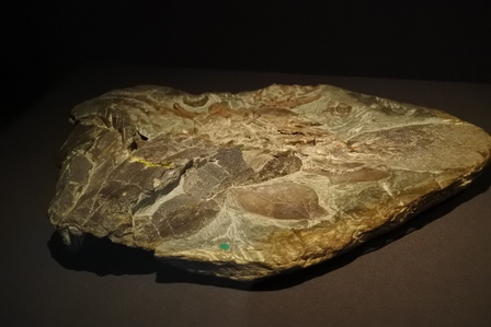 �V���K�|�[���U�P