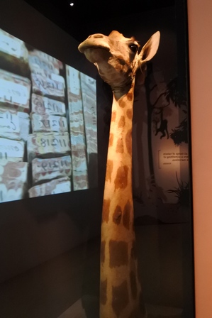 �V���K�|�[���U�S