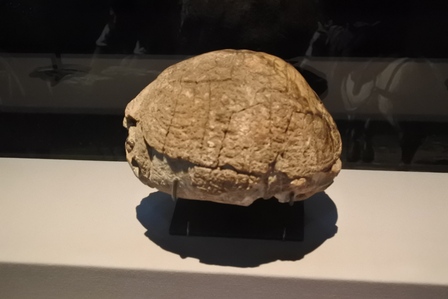 �V���K�|�[���U�T