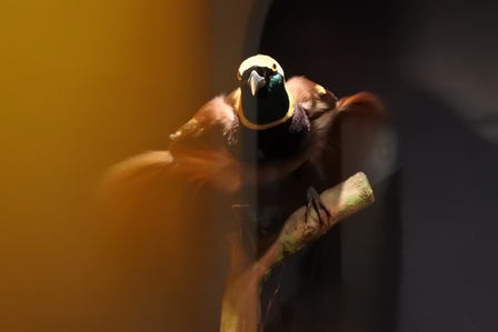 �V���K�|�[���V�P