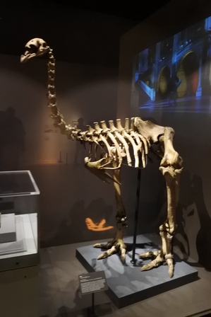 �V���K�|�[���V�S