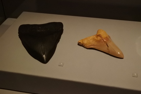 �V���K�|�[���V�U