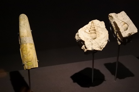 �V���K�|�[���V�V